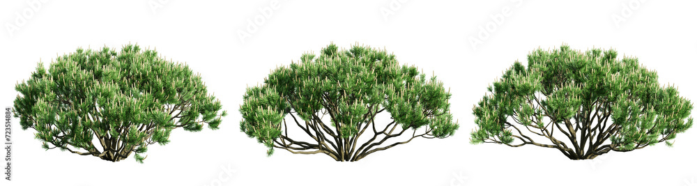 Poster mountain pine isolate transparent background.3d rendering png