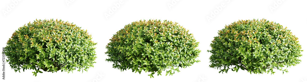 Poster spiraea japonica trees isolate transparent background.3d rendering png
