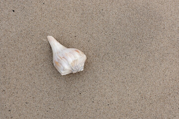seashell on the beach