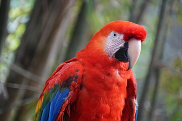 Closeup of a beautiful bright red Scarlet macaw parrot