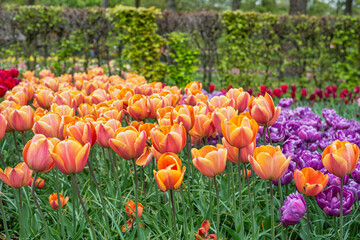 Tulip flower bulb field in garden, spring season in Lisse near Amsterdam Netherlands - obrazy, fototapety, plakaty