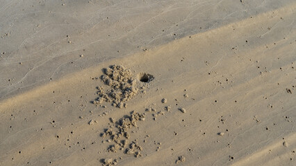 On the seabed exposed at low tide, minks dug by crabs are visible. There are piles of sand next to the holes. The background is a wet wavy sandy surface. View from above. Close-up. Madagascar