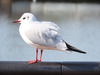 Fototapeta premium 白い冬毛のユリカモメの全体像