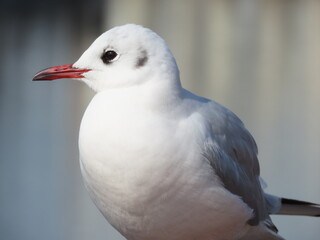 白い冬毛のユリカモメのアップ