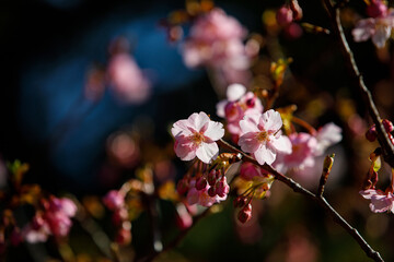 Closeup nature view of Cherry Blossom (Sakura)