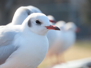 柵にとまった沢山の冬毛のユリカモメのアップ