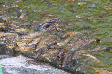 Voracidade Aquática