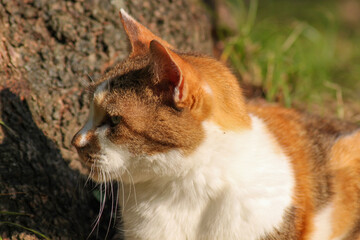 Reflexos Dourados no Repouso do Gato