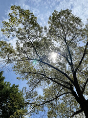 Looking up to the sky through the branches of a tree in the forest