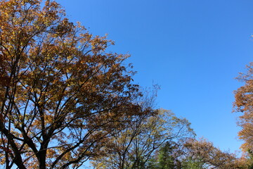 秋の風景　紅葉の木 