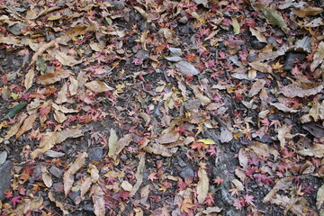 秋の風景　落ち葉