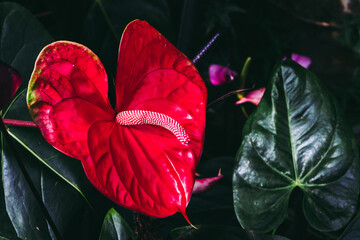 Beautiful Anthurium flower in the garden, closeup shot. with copy space.