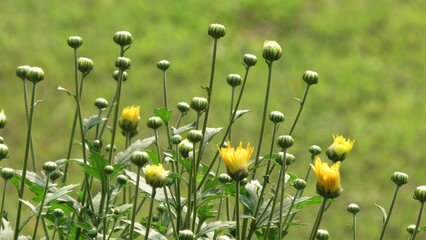 Garden plants in bloom with flower buds