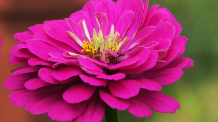 Closeup of beautiful flower with pink petals