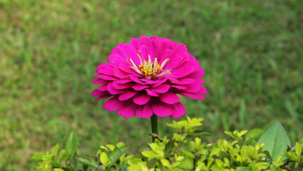 Obraz premium Closeup of beautiful flower with pink petals