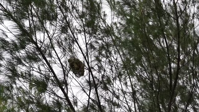 indonesian manyar bird or streaked weaver bird in the nest on the tree
