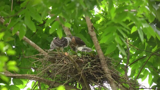 Crested goshawk or Indonesian elang alap jambul family on the tree. Mother's crested goshawk protect her babies
