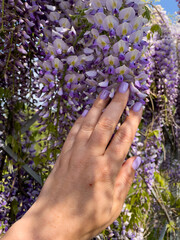 Blooming Wisteria Sinensis with scented classic purple flowersin full bloom in hanging racemes closeup. Garden with wisteria in spring