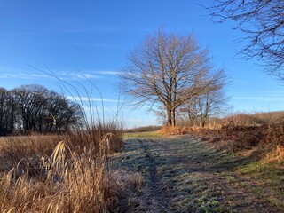 Landschaft in der Natur mit Feldweg zwischen Wiese, Feld und Wald im Winter bei Frost