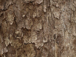 Wood bark background, rough scaly texture
