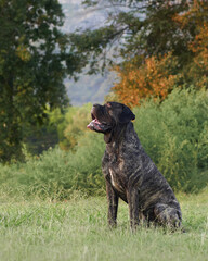 A stoic Italian Cane Corso dog gazes forward, its tongue lolling to the side. Pet in park 