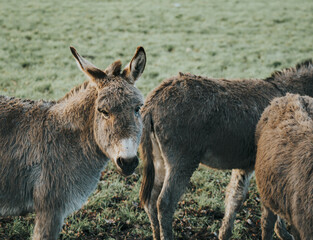 donkeys in a meadow