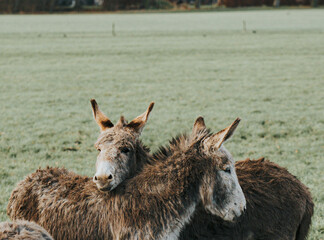 Fototapeta premium donkeys in a field