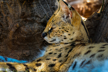 2023-12-31 A SIDE SHOT OF A SERVAL CAT LYING DOWN RESTING AGAINST A TREE STUMP