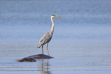 Flußpferd und Graureiher / Hippopotamus and Grey heron / Hippopotamus amphibius et Ardea cinerea
