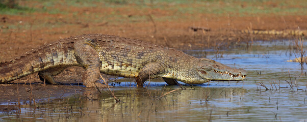 Nilkrokodil / Nile crocodile / Crocodylus niloticus