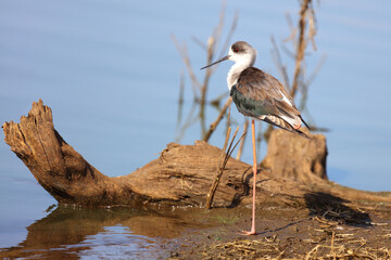 Stelzenläufer / Black-winged stilt / Himantopus himantopus