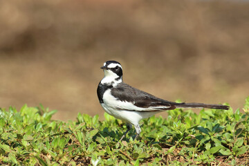 Witwenstelze / African wagtail or African pied wagtail / Motacilla aguimp
