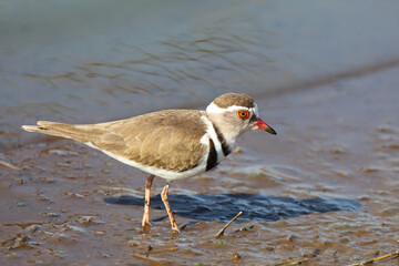 Dreibandregenpfeifer / Three-banded plover or Three-banded sandplover / Charadrius tricollaris