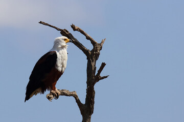 Afrikanischer Schreiseeadler / African fish-eagle / Haliaeetus vocifer.