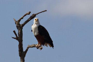 Afrikanischer Schreiseeadler / African fish-eagle / Haliaeetus vocifer.
