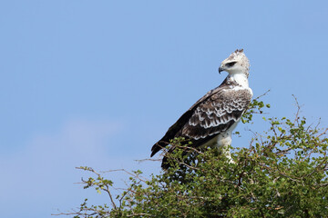 Kampfadler / Martial eagle / Polemaetus bellicosus.