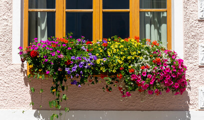 Traditional flowered window at the Alps and Dolomites. Colorful flowers of a windows of a traditional house. Summer time. Mix of flowers and colors. General contest of the European Alps