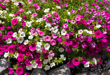 Traditional flowered window at the Alps and Dolomites. Colorful flowers of a windows of a traditional house. Summer time. Mix of flowers and colors. General contest of the European Alps