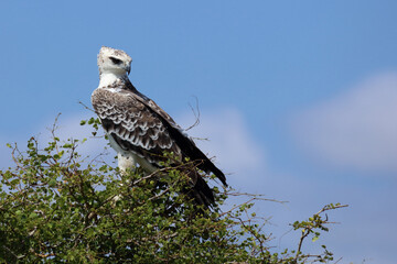 Kampfadler / Martial eagle / Polemaetus bellicosus.