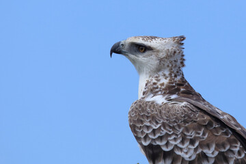 Kampfadler / Martial eagle / Polemaetus bellicosus.