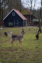 animals in a farm