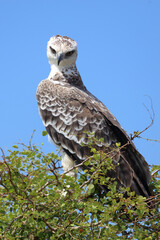 Kampfadler / Martial eagle / Polemaetus bellicosus.