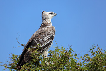 Kampfadler / Martial eagle / Polemaetus bellicosus.
