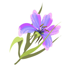 Iris flower stylized closeup vector illustration
