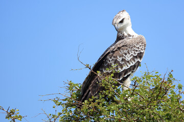 Kampfadler / Martial eagle / Polemaetus bellicosus.