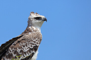 Kampfadler / Martial eagle / Polemaetus bellicosus.