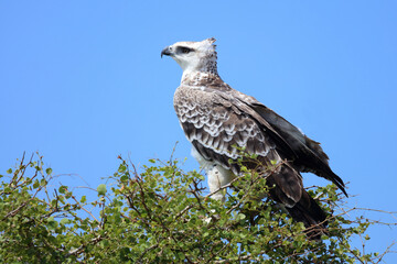 Kampfadler / Martial eagle / Polemaetus bellicosus.