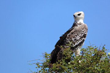 Kampfadler / Martial eagle / Polemaetus bellicosus.