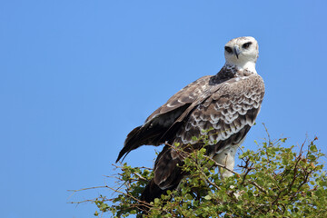 Kampfadler / Martial eagle / Polemaetus bellicosus.