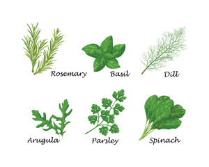 Spicy herbs. A set of spicy herbs such as dill, parsley, spinach, and also bay leaf, rosemary and onion. Medicinal herbs and spices. A vegetarian product. Vector illustration